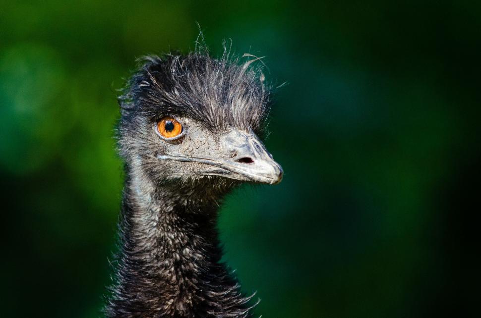 Free Image of Bird Beak  