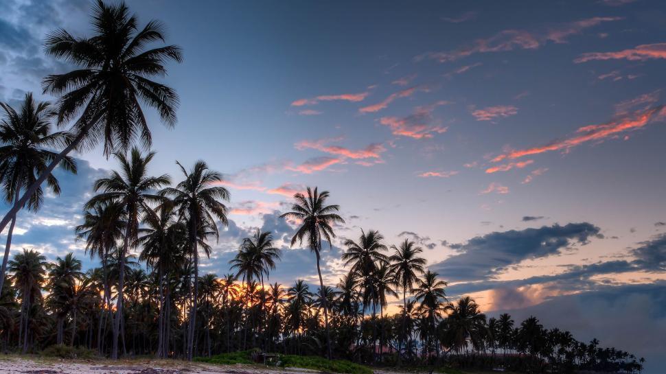 Free Image of Silhouette of palm trees 