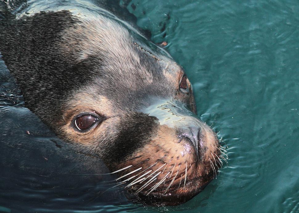 Free Stock Photo of Seal in Water | Download Free Images and Free ...