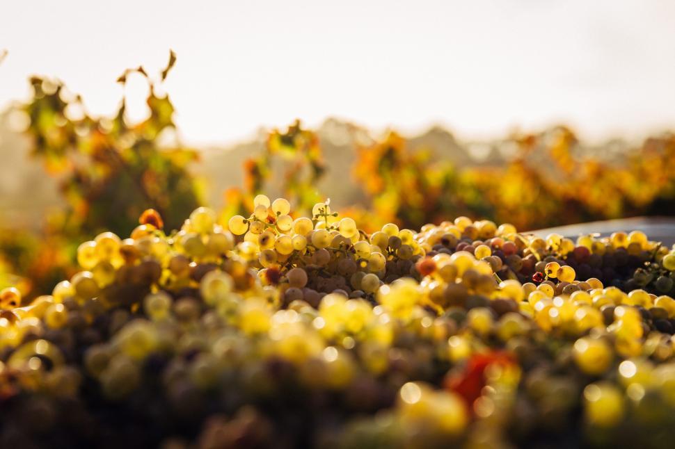 Free Image of Green Grapes  