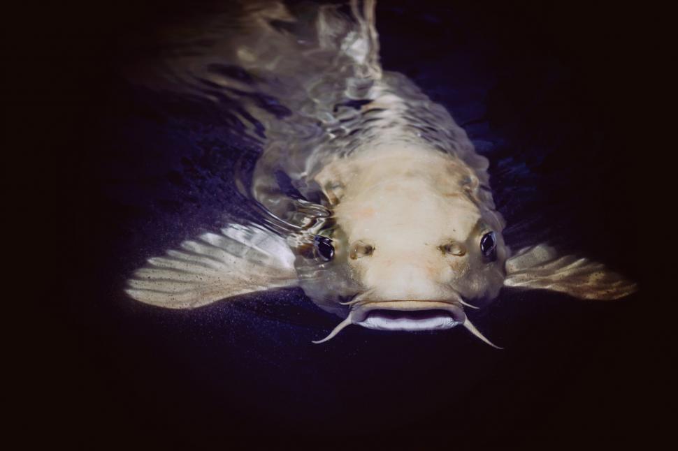 Free Image of Catfish  