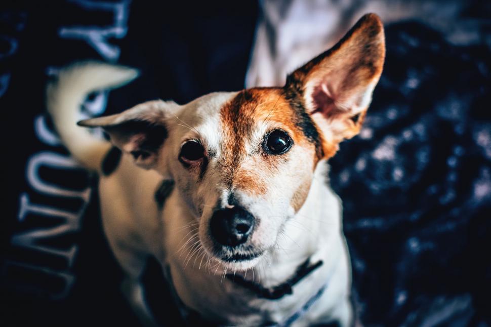 Free Image of White Brown Dog  