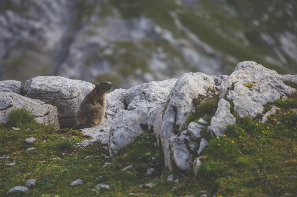 Free Image of Beaver and mountain  