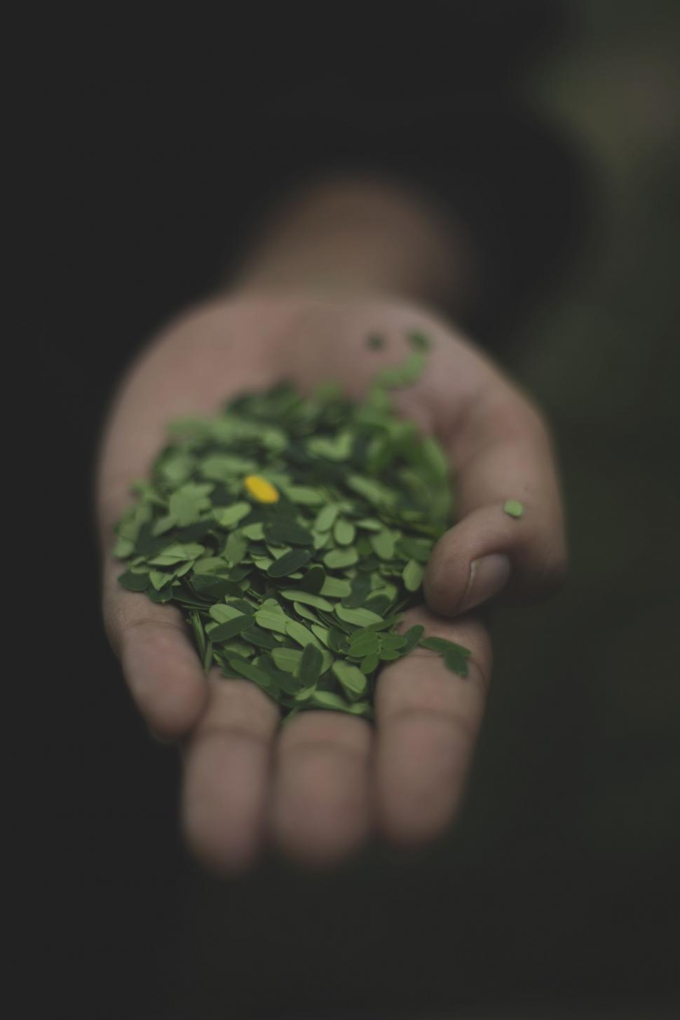 Free Image of Tiny Green Leaves  