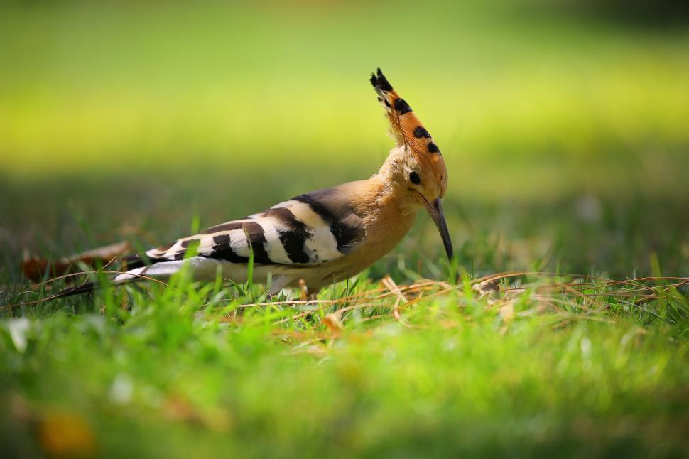 hoopoe Free Stock Photos, Images, and Pictures of ¡hoopoe