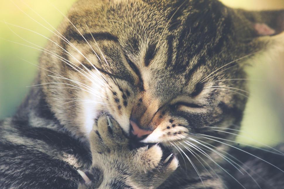 Free Image of Tabby cat 