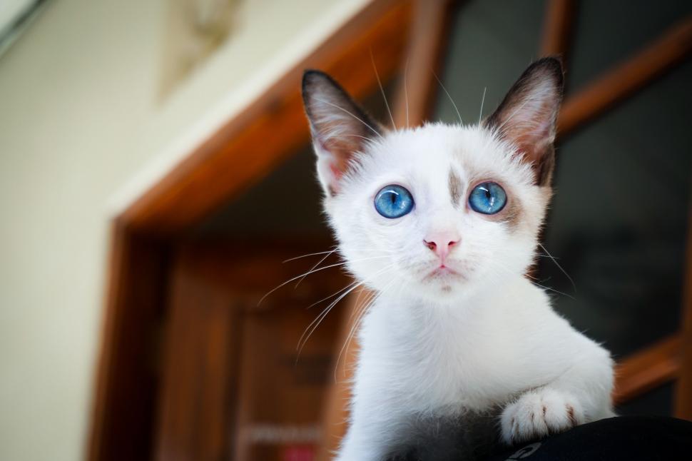 Free Image of White Cat 