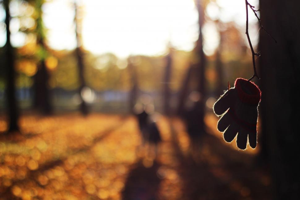 Free Image of Glove in forest  