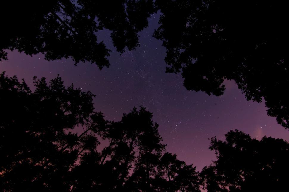 Free Image of Starry Sky and Trees  