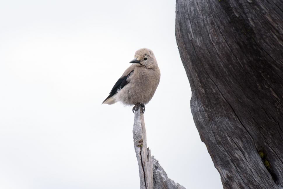 Free Image of Grey and Black Bird  