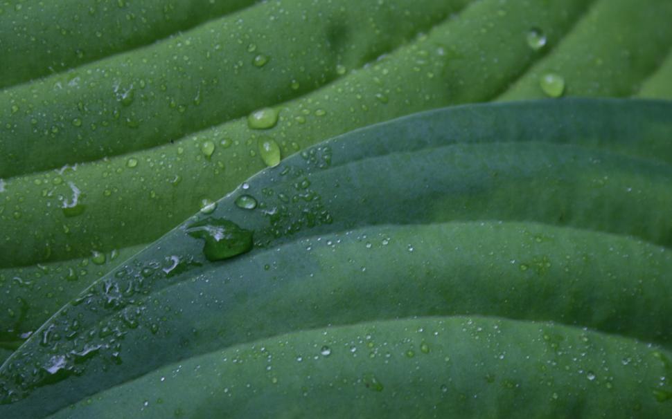 Free Image of Rain drops on hostas 