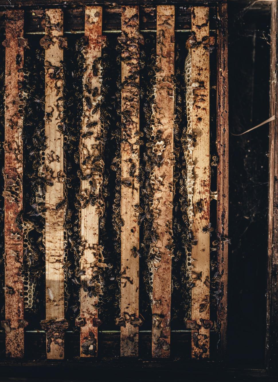Free Image of Beehive frame 