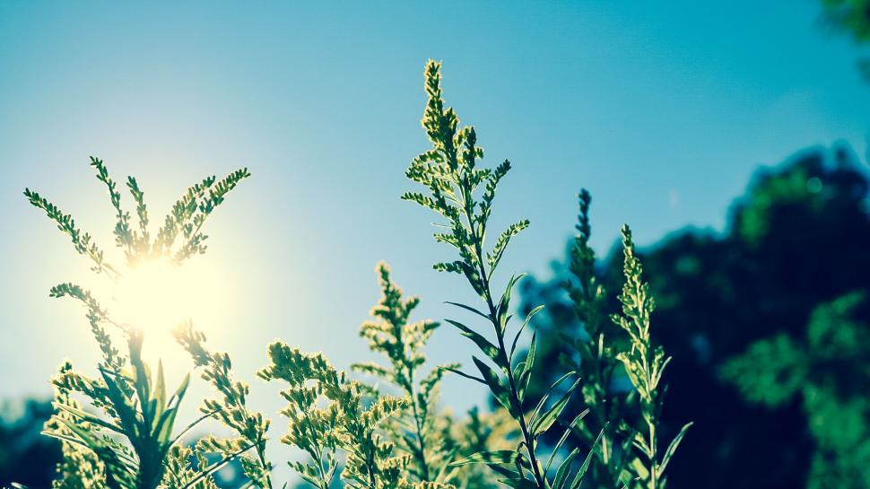 Free Image of Green Leaves and Sun Glare  