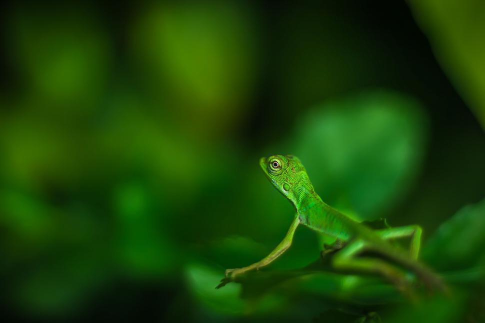 Free Image of Green Lizard  