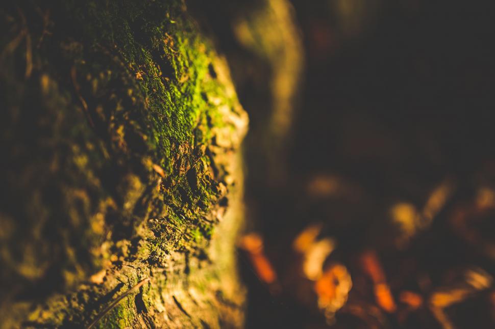 Free Image of Blur View of Moss 