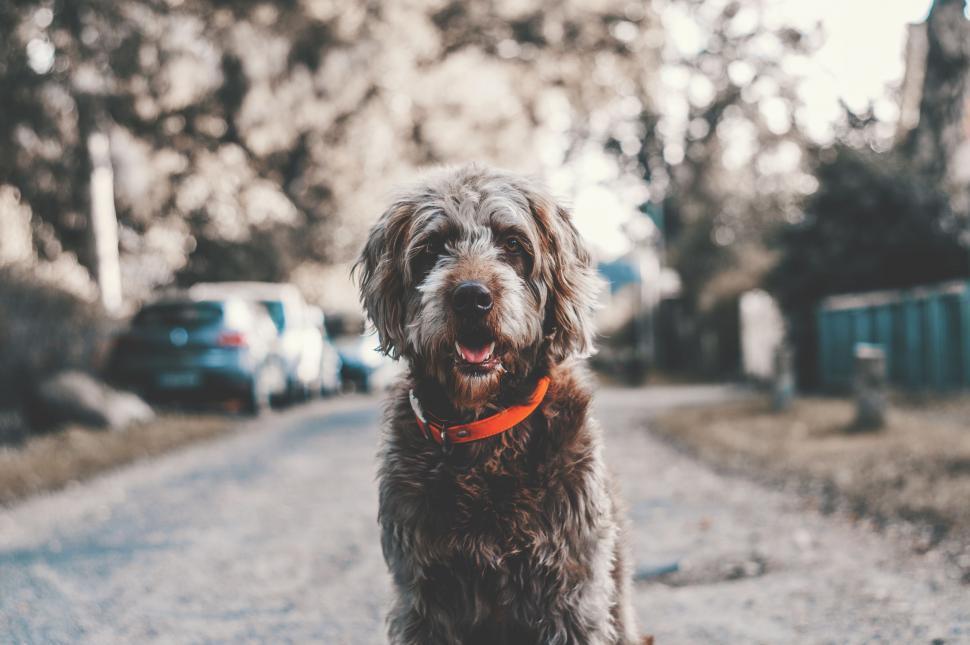 Free Image of Terrier Dog - eye contact  