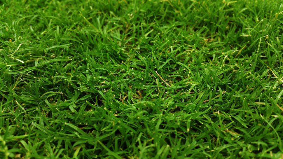 Free Image of Grass field - Background 