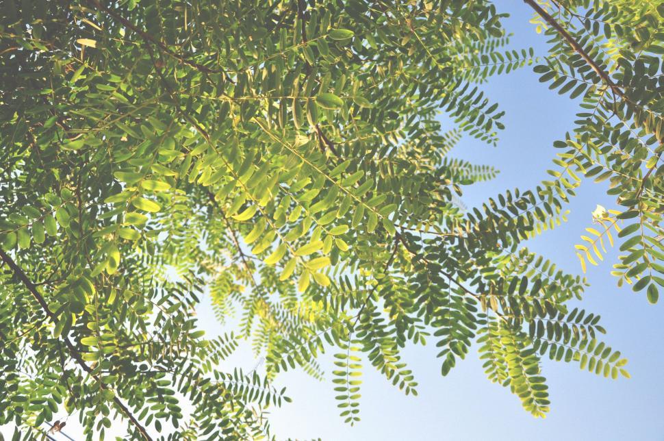 Free Image of Leaves and Blue Sky  