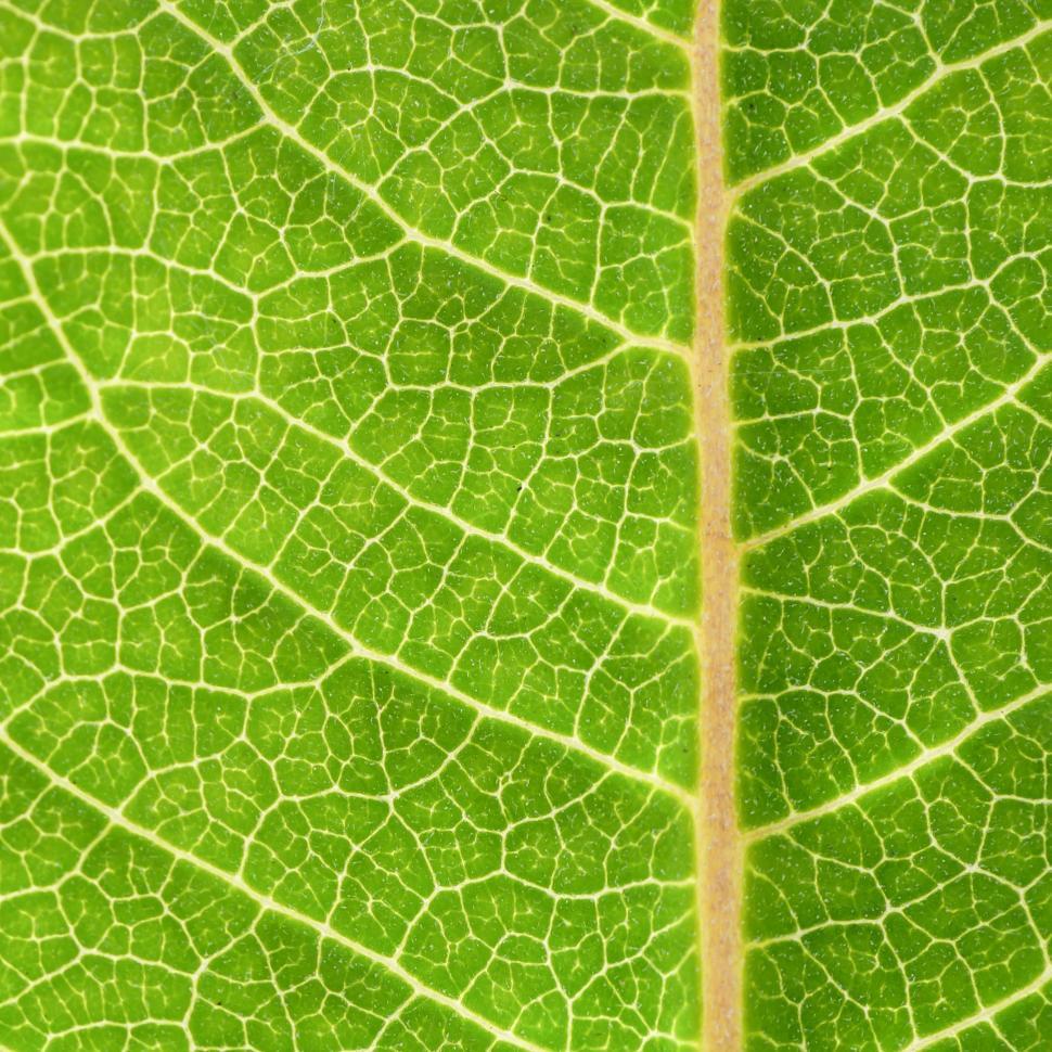 Free Image of Glowing Green Leaf  