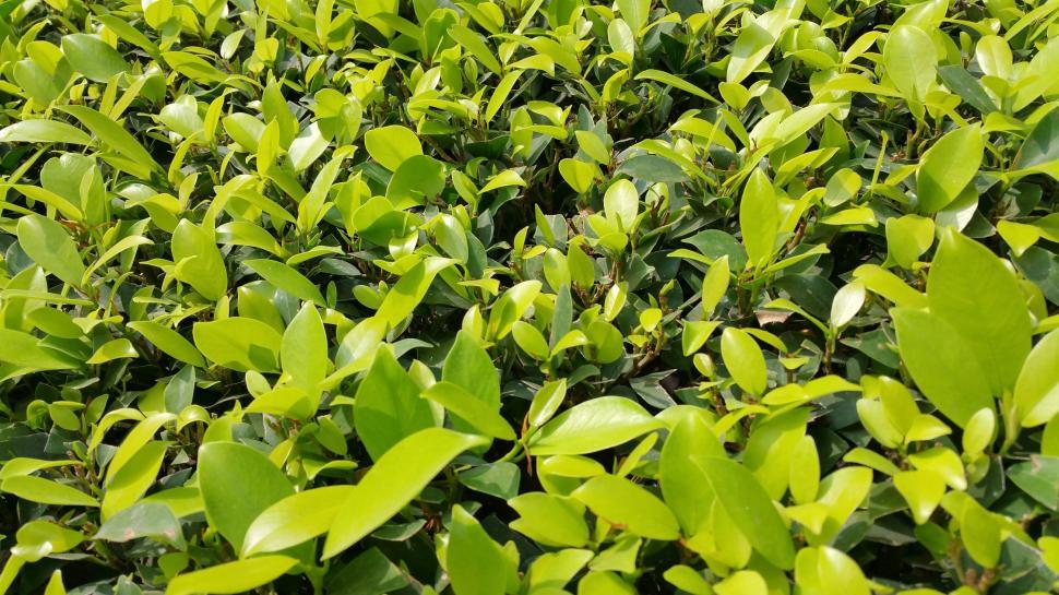 Free Image of Green bush fence 