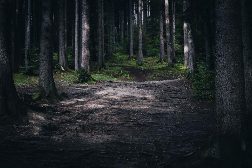Free Image of Forest Trees  