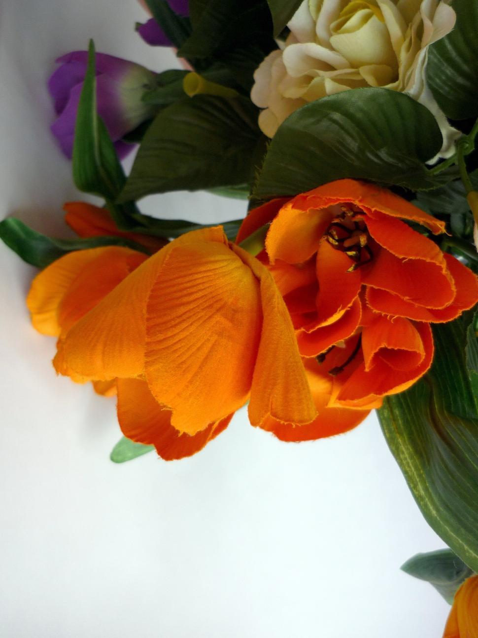 Free Image of Orange Tulips 
