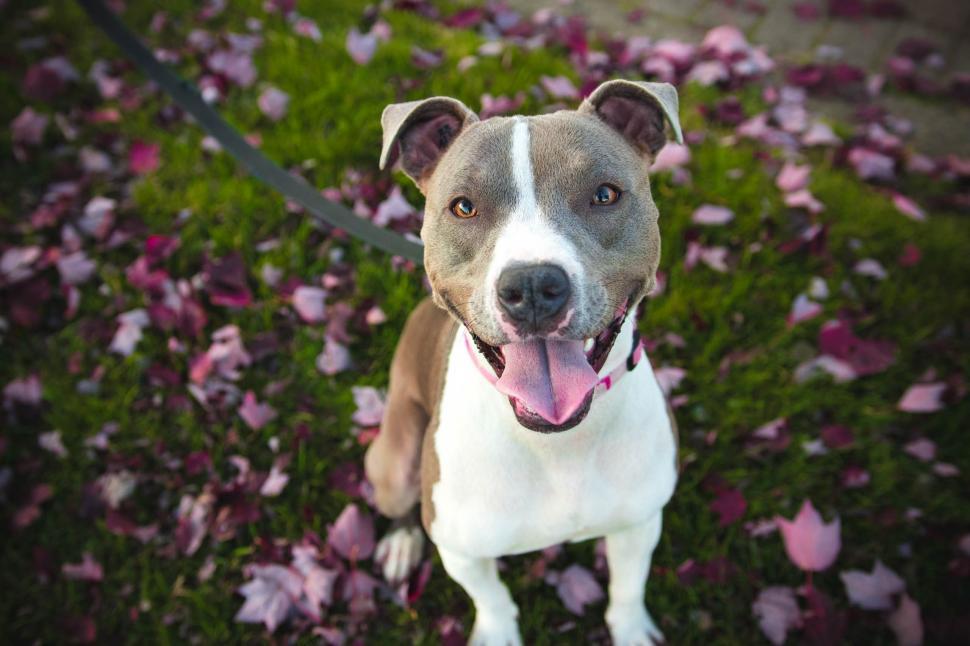 Free Image of Dog with open mouth  