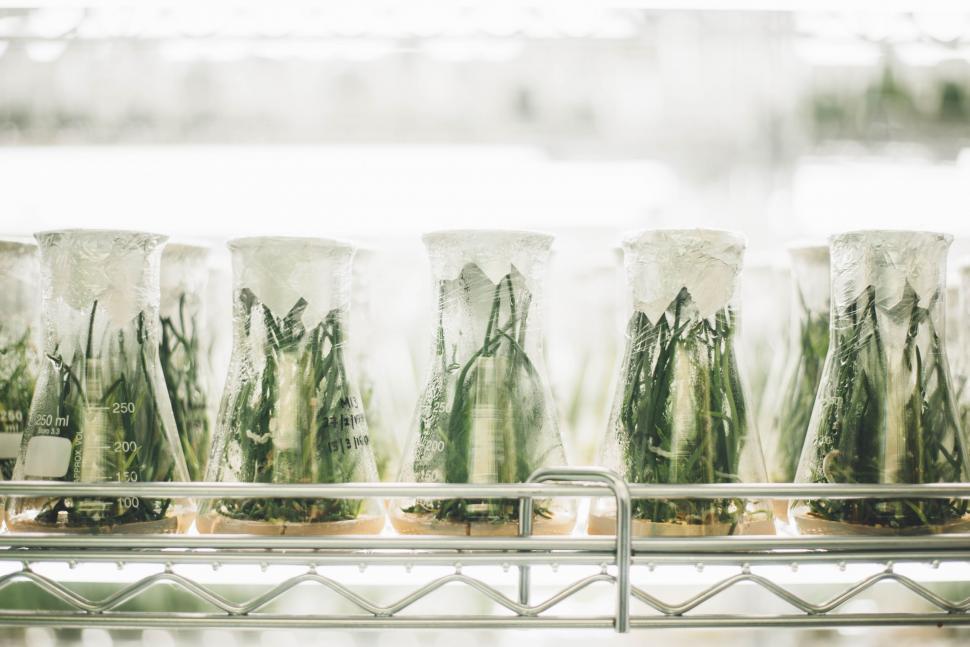 Free Image of Grass Herbs in Glass Pots  