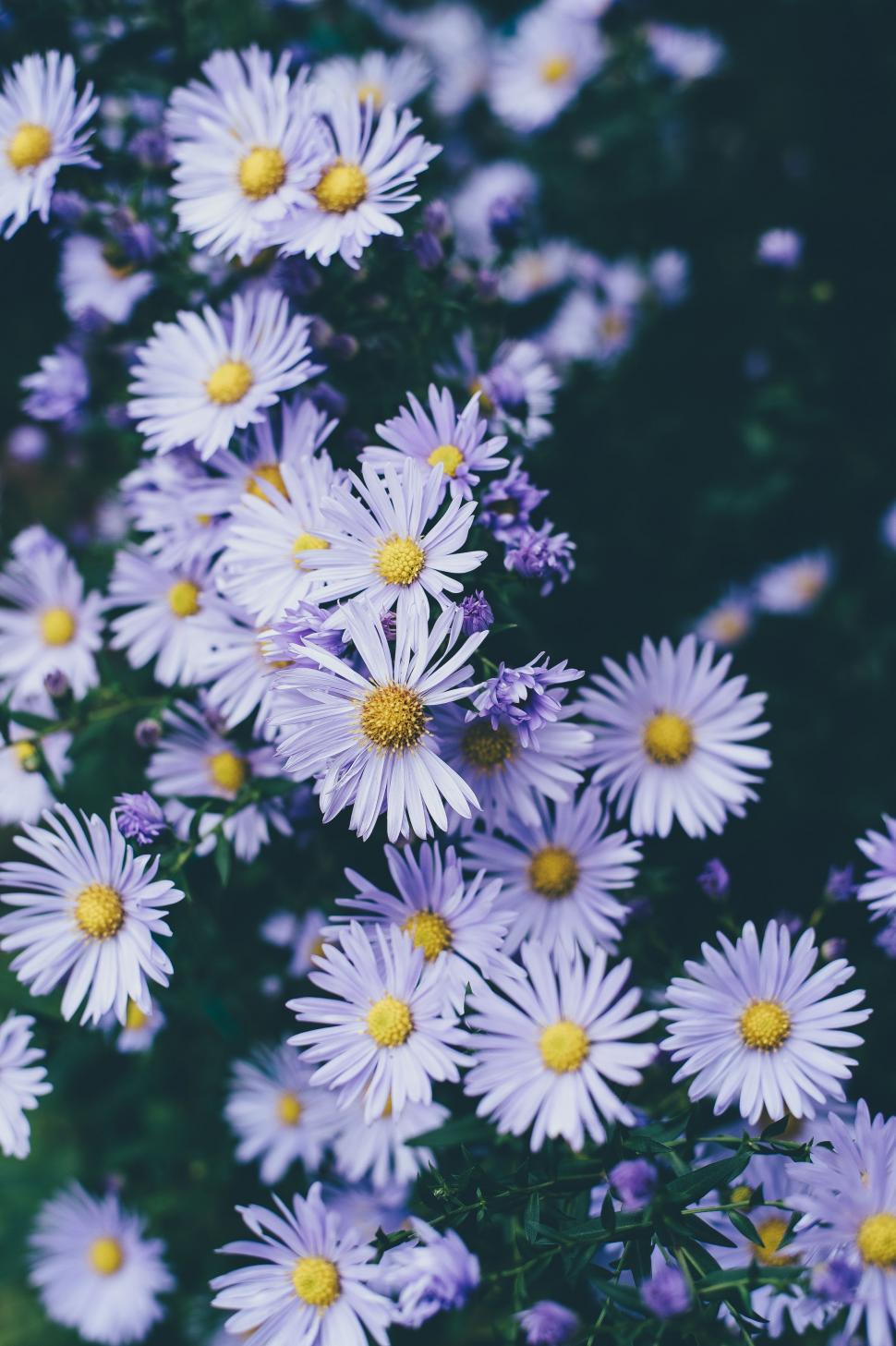 Free Image of Blooming White Flowers  