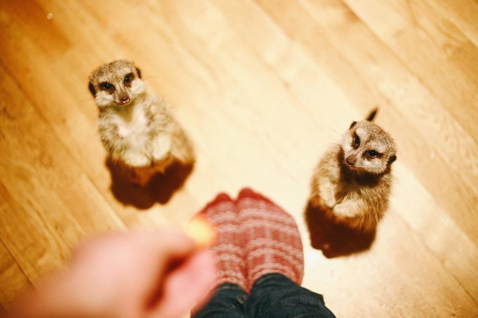 Free Image of Little Meerkats in house 