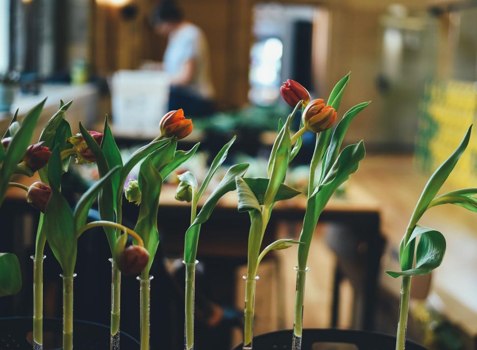 Free Image of Pot Plants with Flowers  