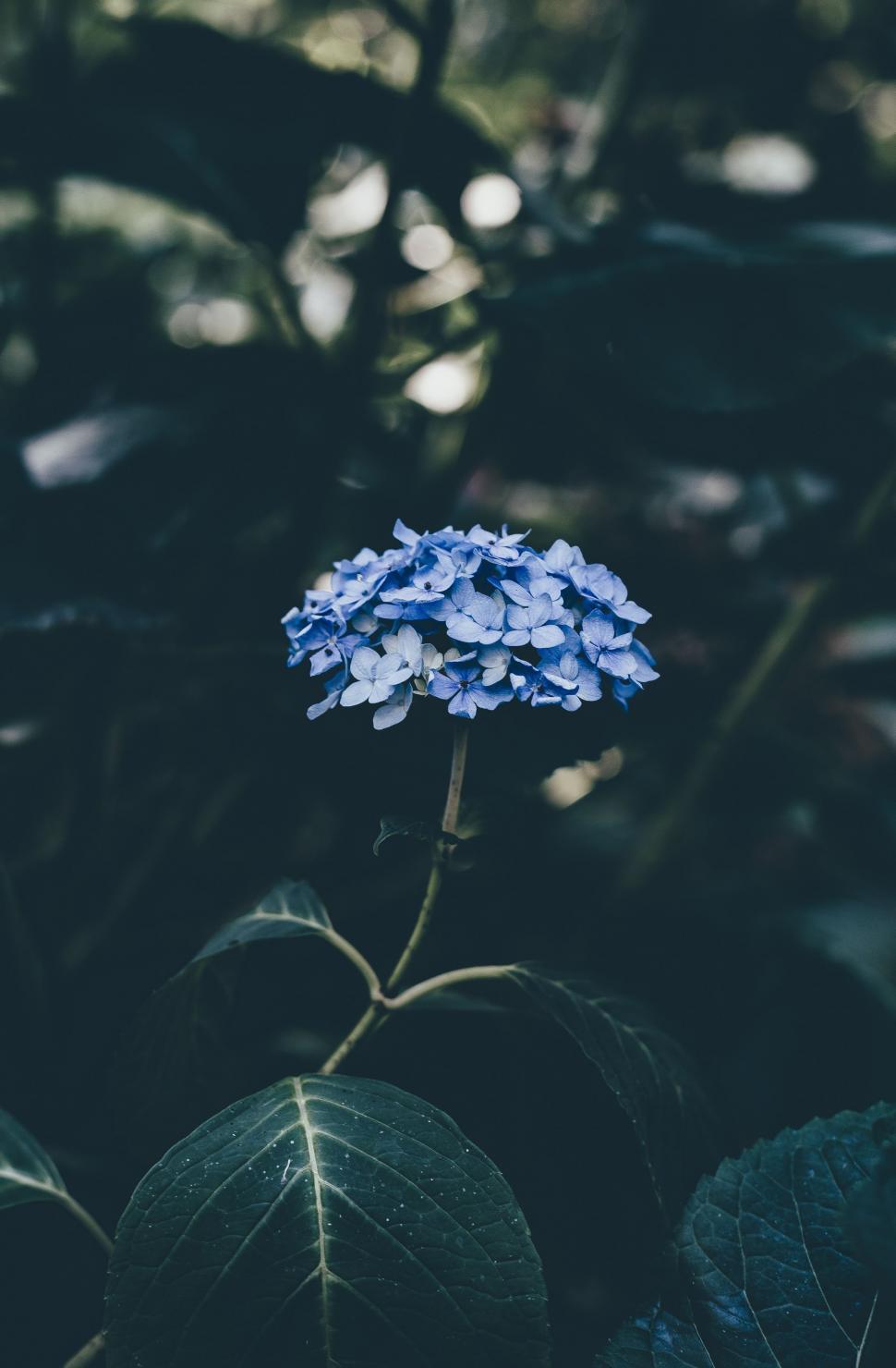 floral tumblr blue
