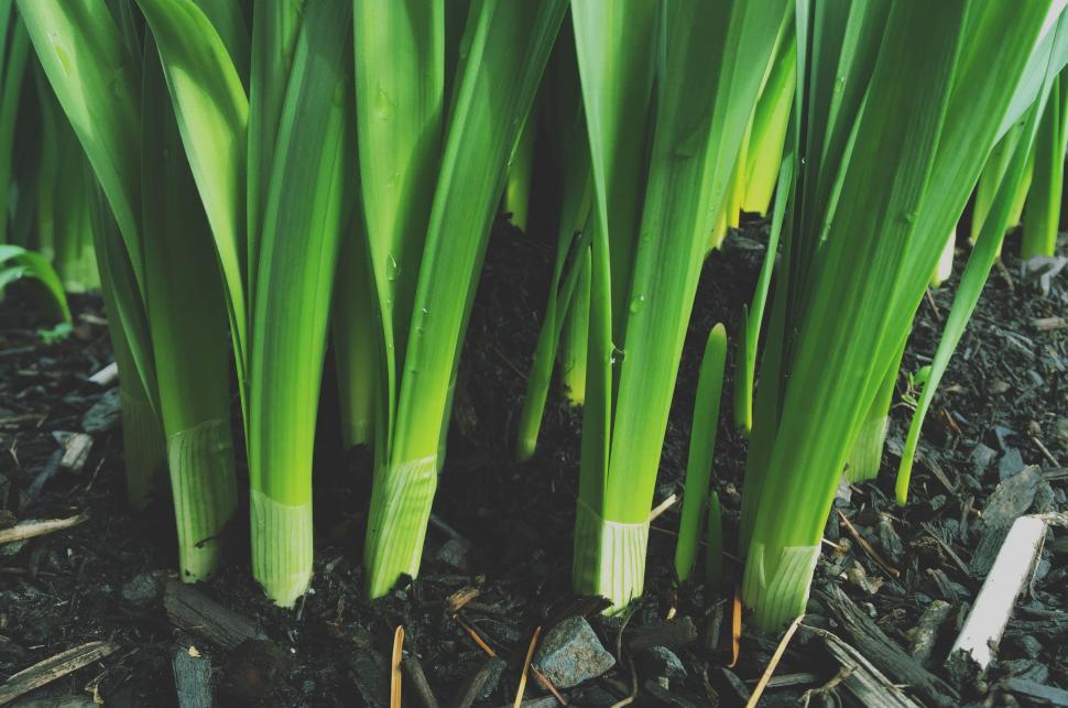 Free Image of Soil and grass 