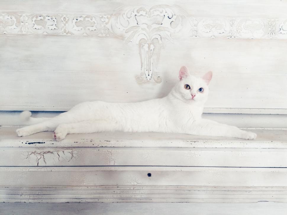 Free Image of Domesticated Cat 
