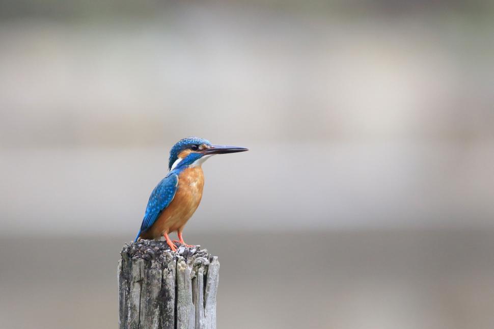 Free Image of Kingfisher on tree stump  
