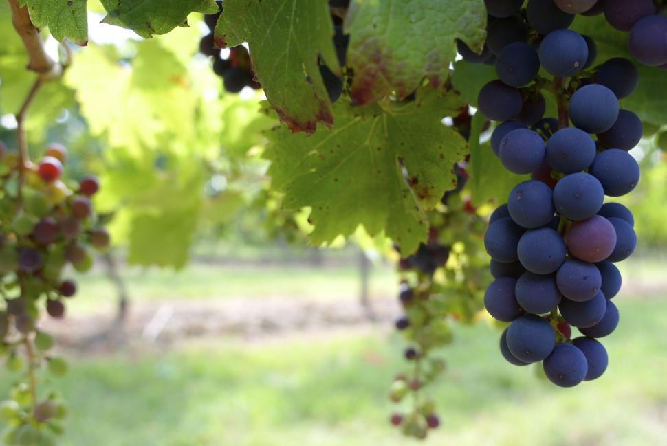 Free Image of Black Grapes  