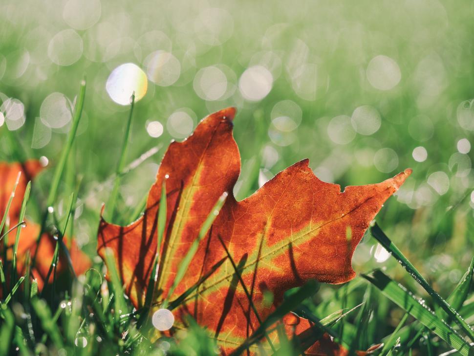 Free Image of Maple leaf in dew  
