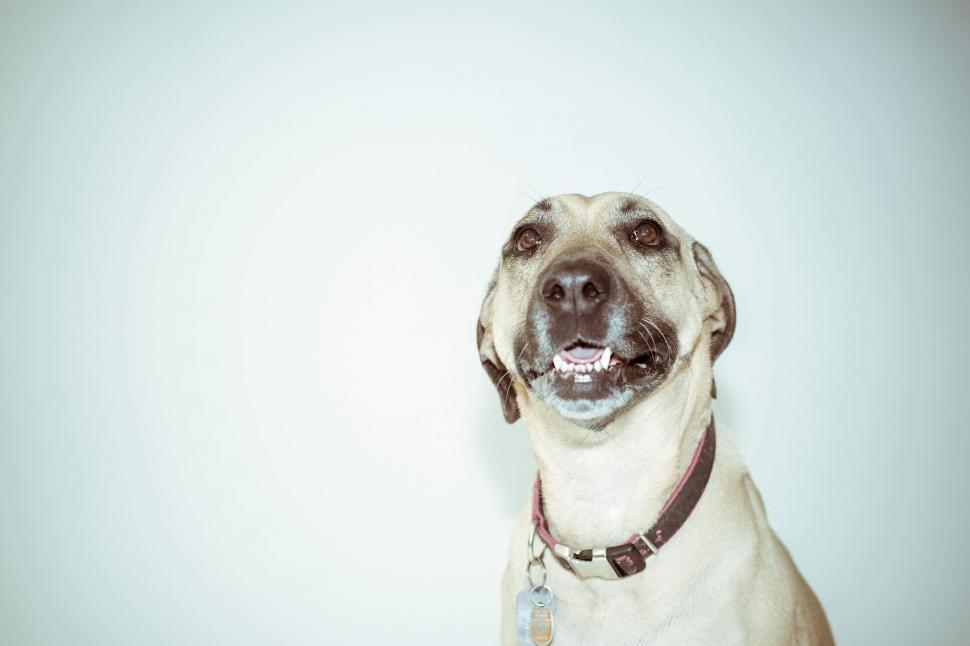 Free Image of Domesticated Dog on white background  