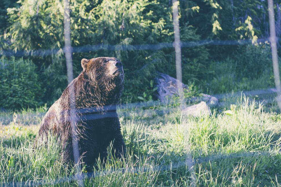 Free Image of Brown Bear on green grass  