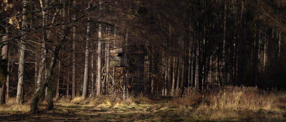 Free Image of Tree House  