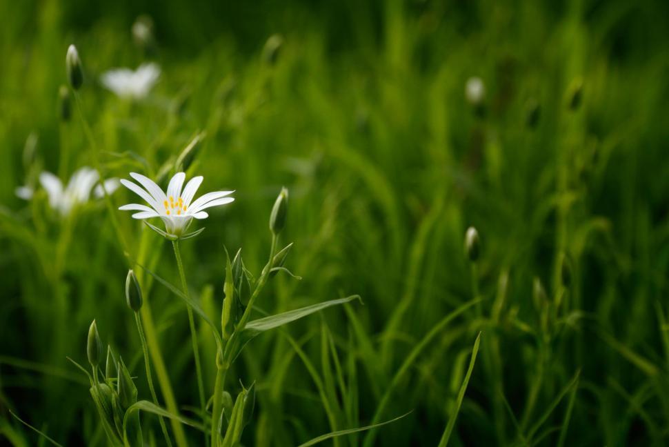 Top 90+ imagen white flower green background - Thpthoanghoatham.edu.vn