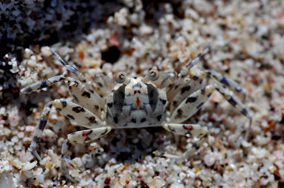 Free Image of Atlantic ghost crab 