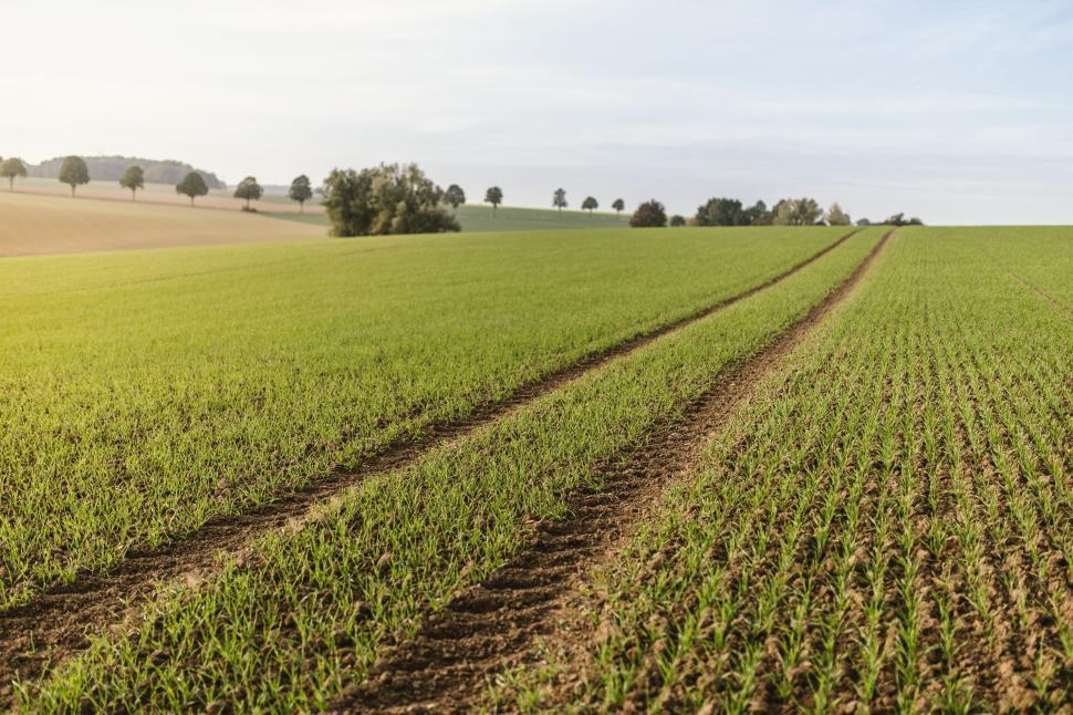Free Image of Tire tracks  