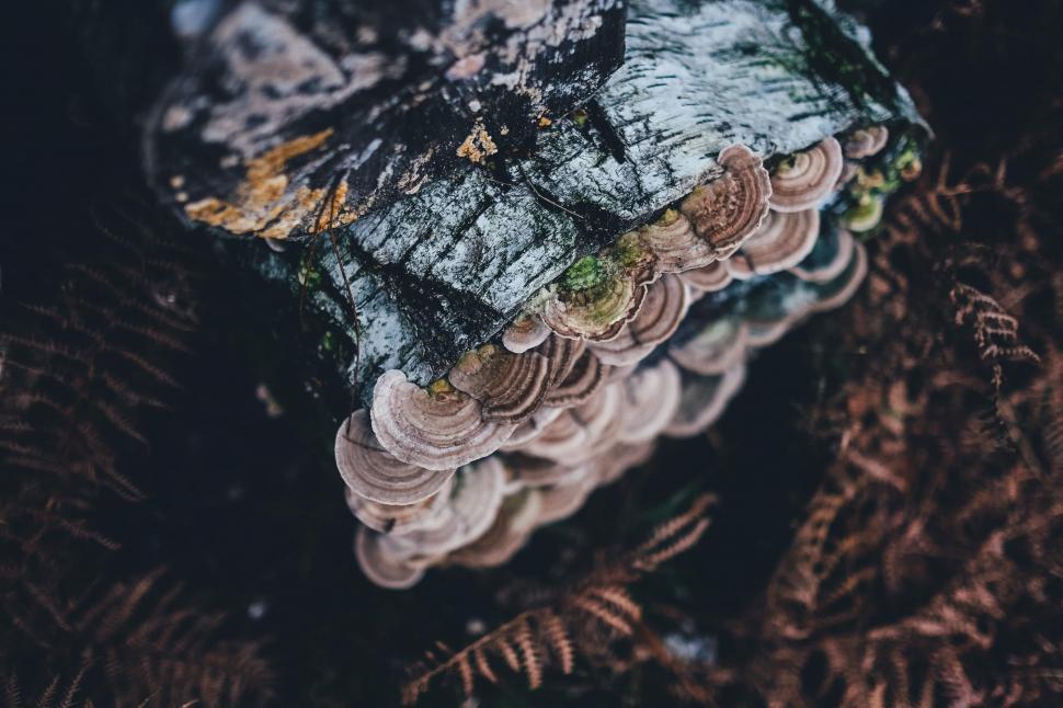 Free Image of Tree Fungus  