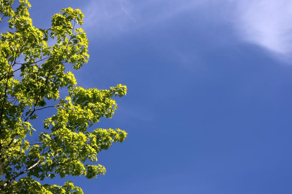 Free Image of Blue Sky and Green Leaves  