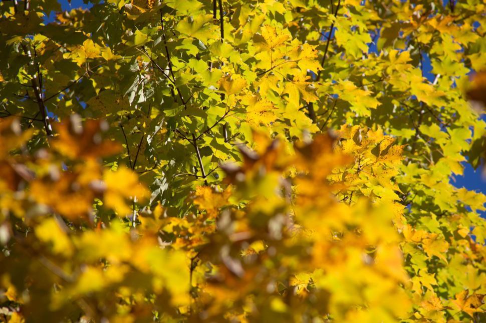 Free Image of Yellow autumn leaves 