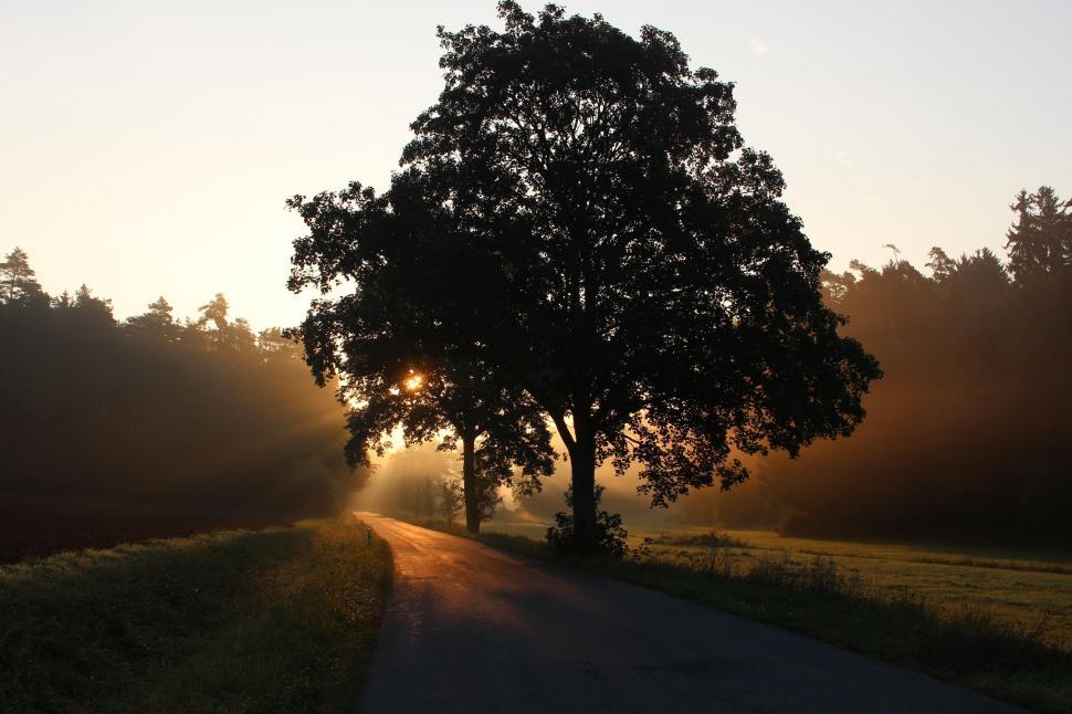 Free Image of Pathway and Tree with Sunbeam  
