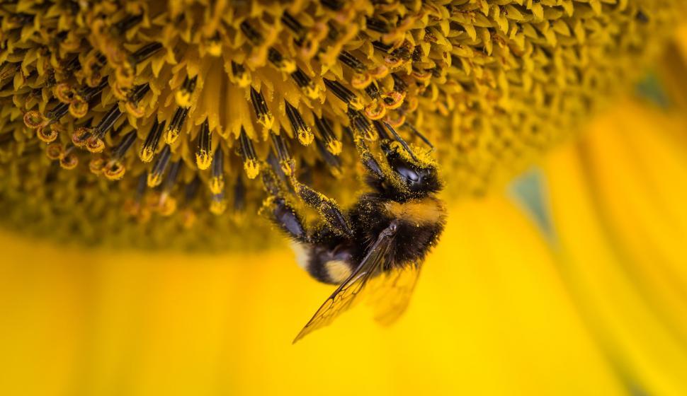 Free Image of Bee on yellow flower  