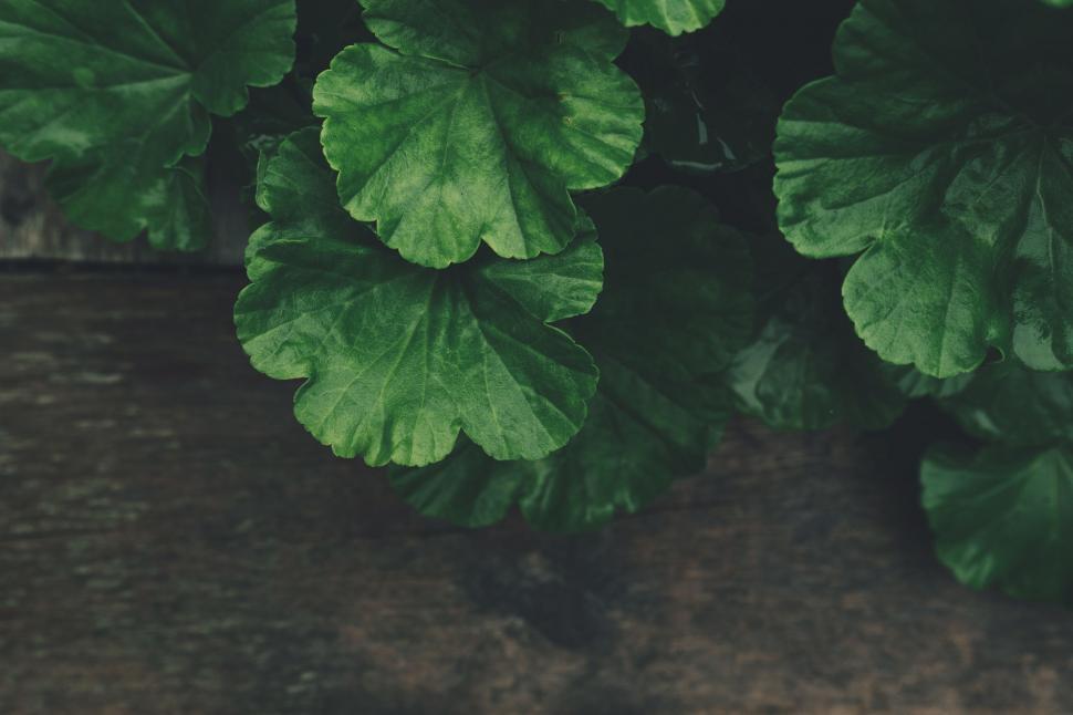 Free Image of Green Leaves 