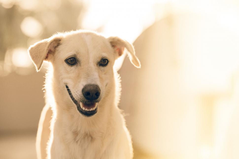 Free Image of Dog and Bokeh Lights  